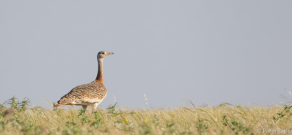 Grote Trap - Great Bustard