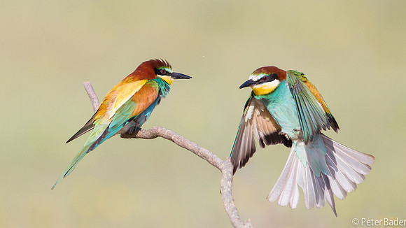 Bijeneter - European Bee Eater