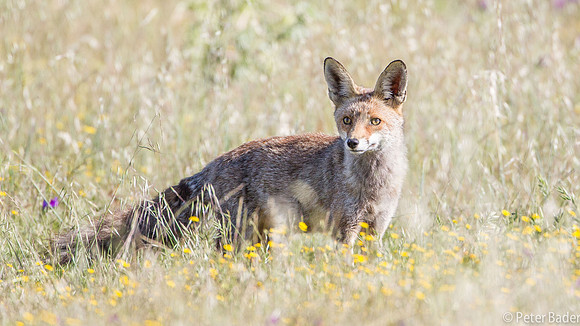 Vos - Red Fox