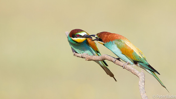 Bijeneter - European Bee Eater