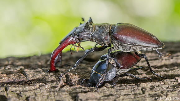 Vliegend Hert - Stag beetle
