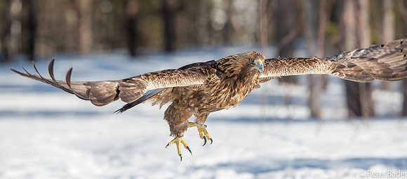 Eagle, Golden, Steenarend, Vogel, Zweden