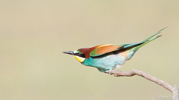 Bijeneter - European Bee Eater