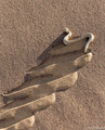 Sidewinding Adder-13