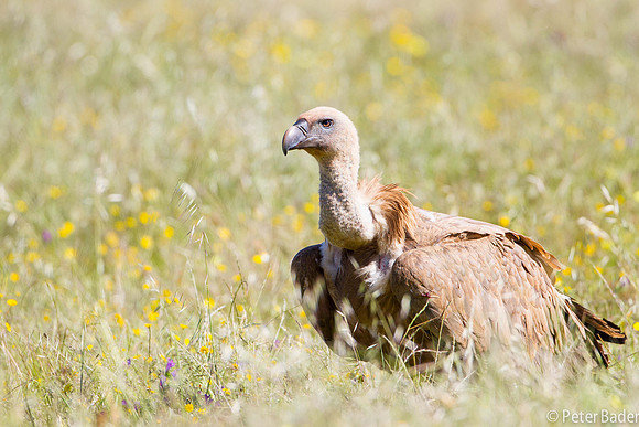 Vale Gier - Griffon Vulture