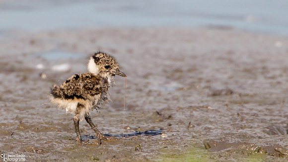 Kievit - Northern Lapwing-3