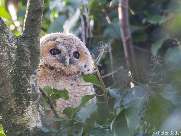 Tawny Owl - Bosuil