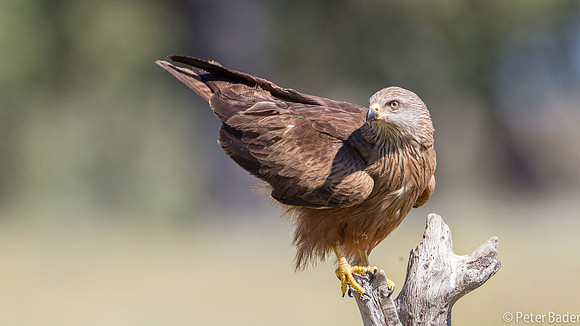 Rode Wouw - Red Kite