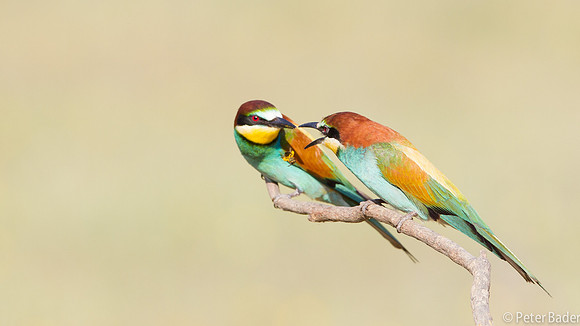 Bijeneter - European Bee Eater