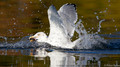 .. Meeuw - ...Seagull