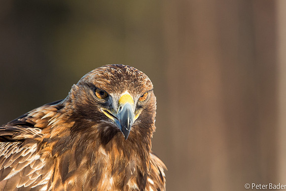Eagle, Golden, Steenarend, Vogel, Zweden