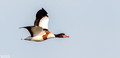 Bergeeend - Common Shelduck-1