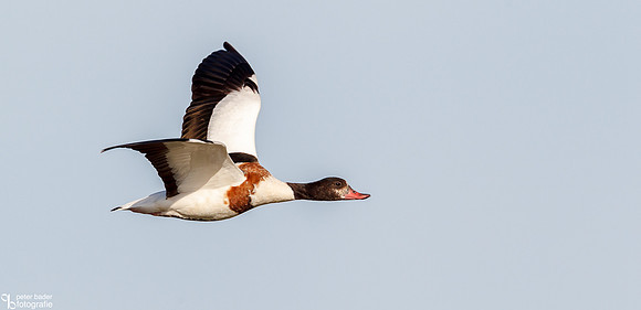 Bergeeend - Common Shelduck-1