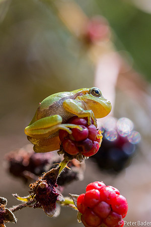 Vledder, boomkikker, "Europese boomkikker" "European Tree Frog" "peter Bader"
