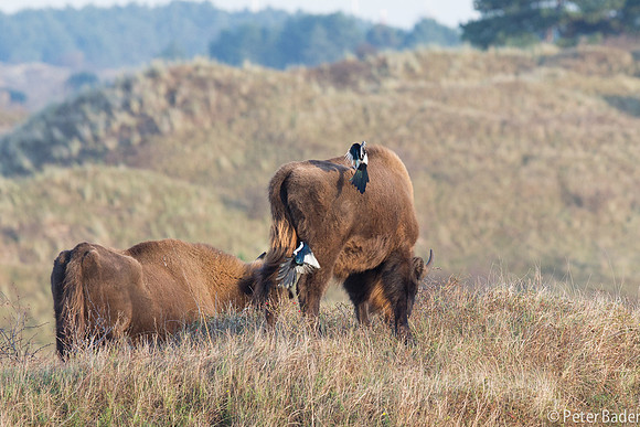Wisent - European Bison-5