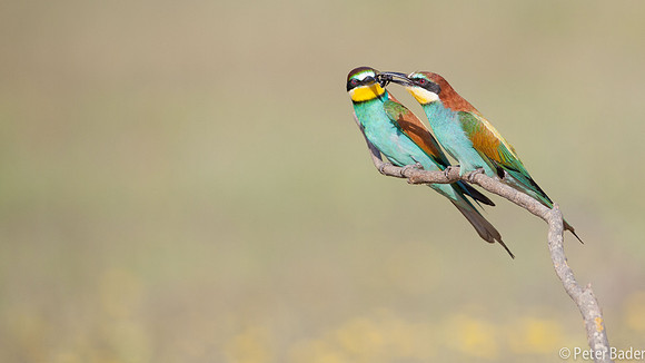 Bijeneter - European Bee Eater