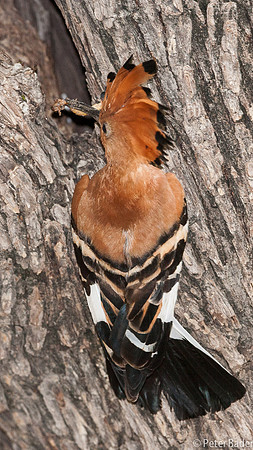 Hop - Eurasian Hoopoe