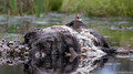 Prooi voor de Zeearend - Prey for the Sea Eagle