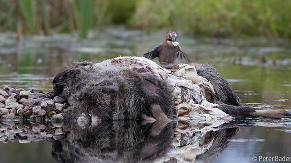 Prooi voor de Zeearend - Prey for the Sea Eagle