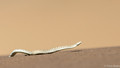 Sidewinding Adder-1
