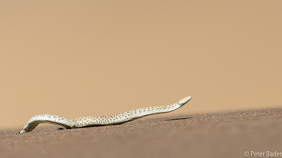 Sidewinding Adder-1