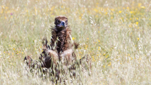 Monniksgier Gier - Cinereous Vulture