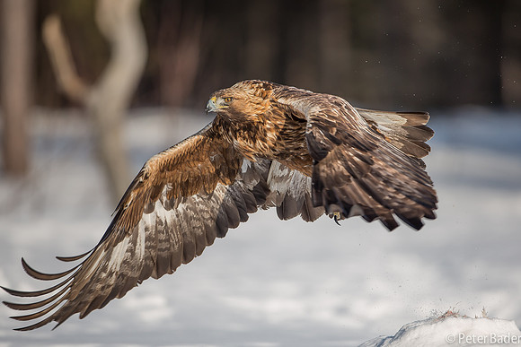 Eagle, Golden, Steenarend, Vogel, Zweden