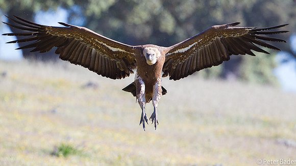 Vale Gier - Griffon Vulture