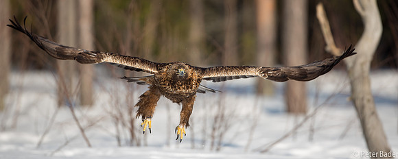 Eagle, Golden, Steenarend, Vogel, Zweden