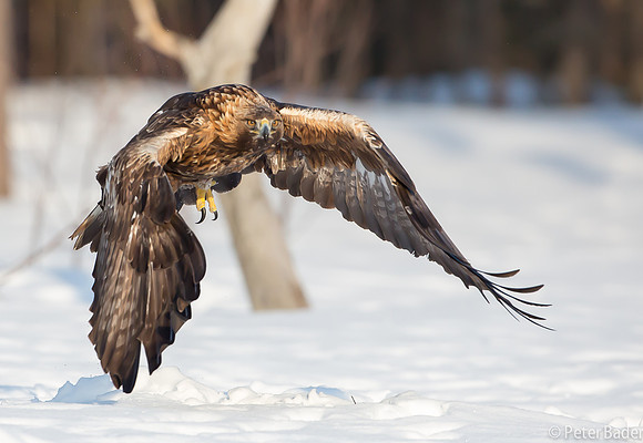 Eagle, Golden, Steenarend, Vogel, Zweden