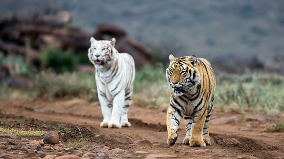 Tiger Canyon-9