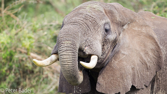 Olifant - Elephant-6