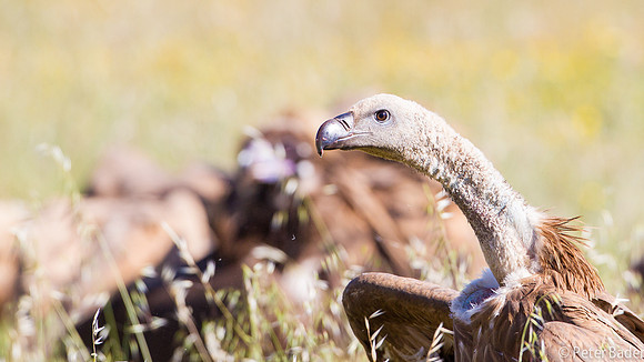 Vale Gier - Griffon Vulture