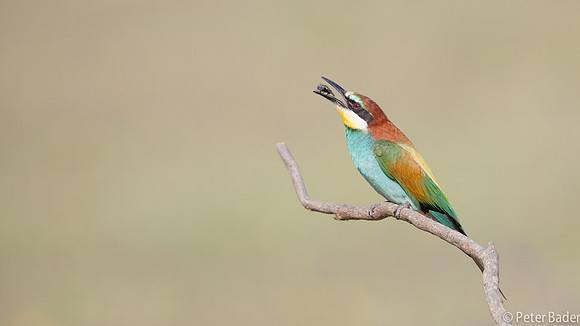 Bijeneter - European Bee Eater