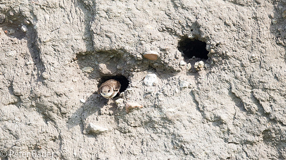 Overzwalum - Sand Martin-8