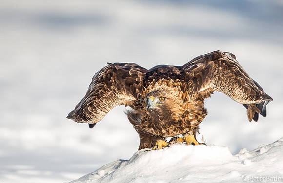 Eagle, Golden, Steenarend, Vogel, Zweden
