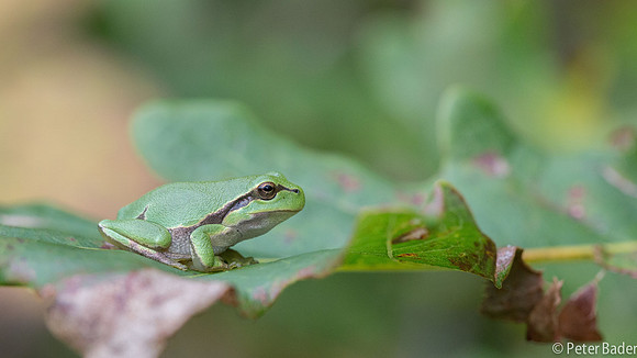 Vledder, boomkikker, "Europese boomkikker" "European Tree Frog" "peter Bader"