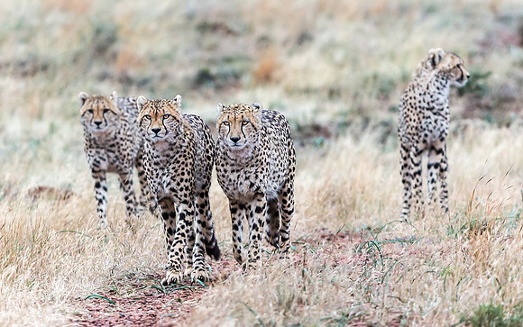 Cheeta-6