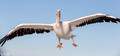Pelikanen - Pelicans-26