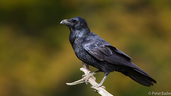 Raaf - Raven