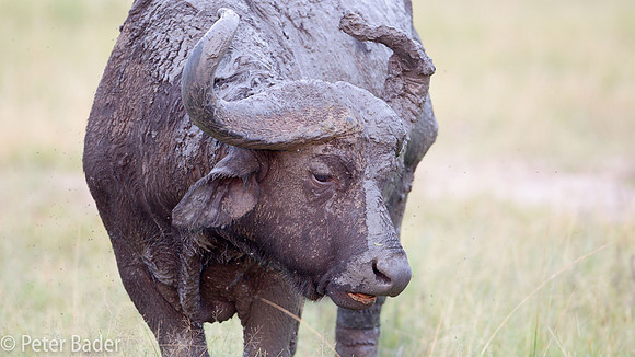 Afrikaanse Buffel - African Buffelo-6