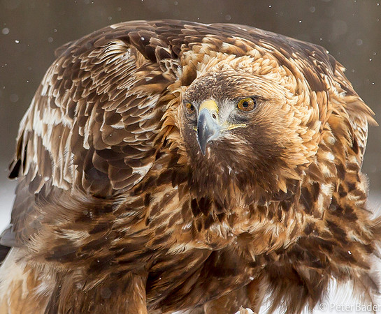Eagle, Golden, Steenarend, Vogel, Zweden