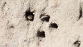 Oeverzwalum - Sand Martin-10