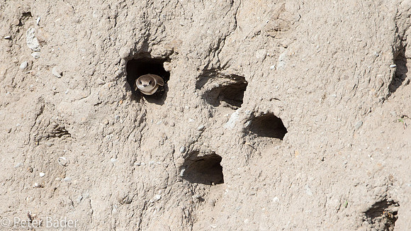 Oeverzwalum - Sand Martin-10