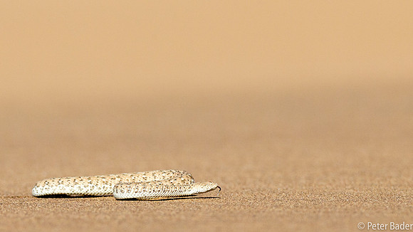 Sidewinding Adder-4
