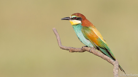 Bijeneter - European Bee Eater