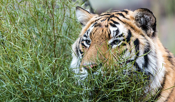 Tiger Canyon-1