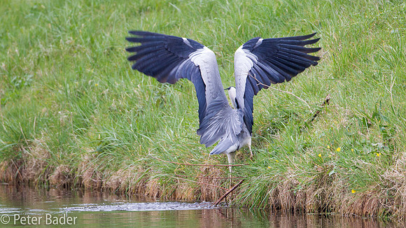 Blauwe Reiger - Grey Heron-6