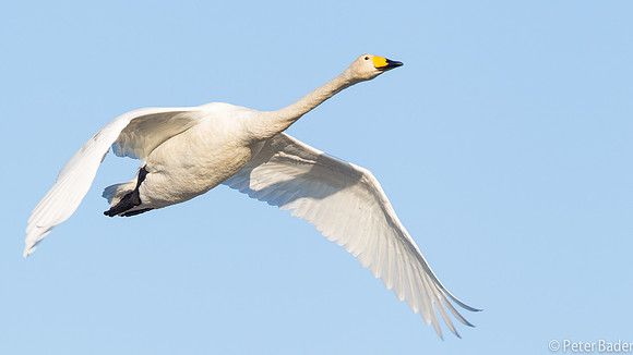 Wilde Zwaan