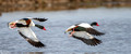 Bergeeend - Common Shelduck-8